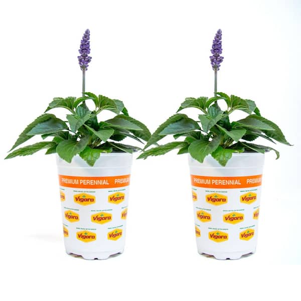 1 qt. Mysty Salvia Perennial Plant with Blue Flowers (2-Pack)