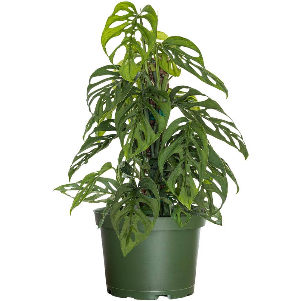 philodendron green congo variegated 4