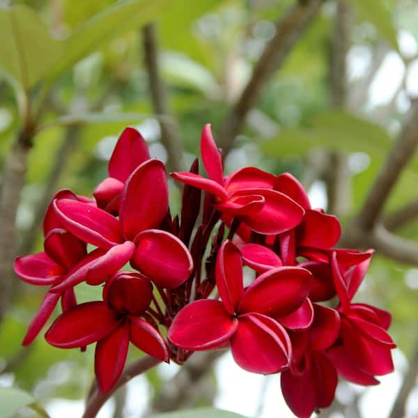 1 gal. Plumeria Red Bordeaux Plant with Red Flowers