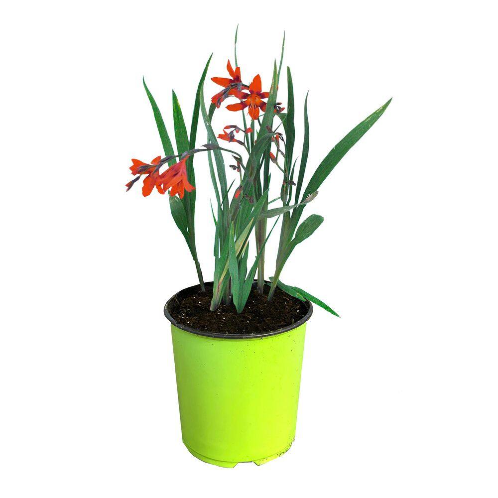 1.5 GL Crocosmia Carmin Brilliant Perennial Plant with Red-Orange