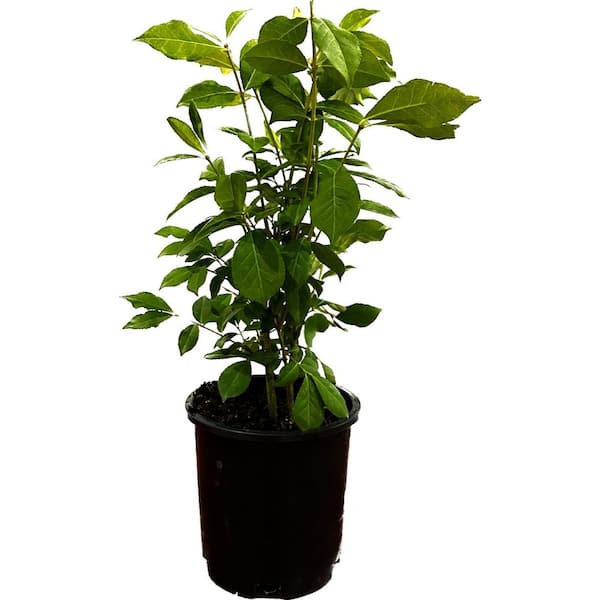 Unbranded 2.5 Qt. Dwarf Burning Bush Euonymus Live Shrub with Red Foliage