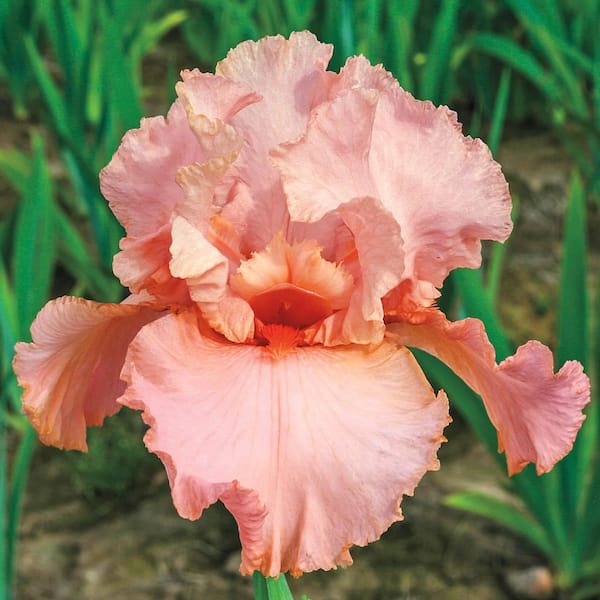 Breck's Peggy Sue Reblooming Bearded Iris Dormant Bare Root Perennial Starter Plant (1-Pack)
