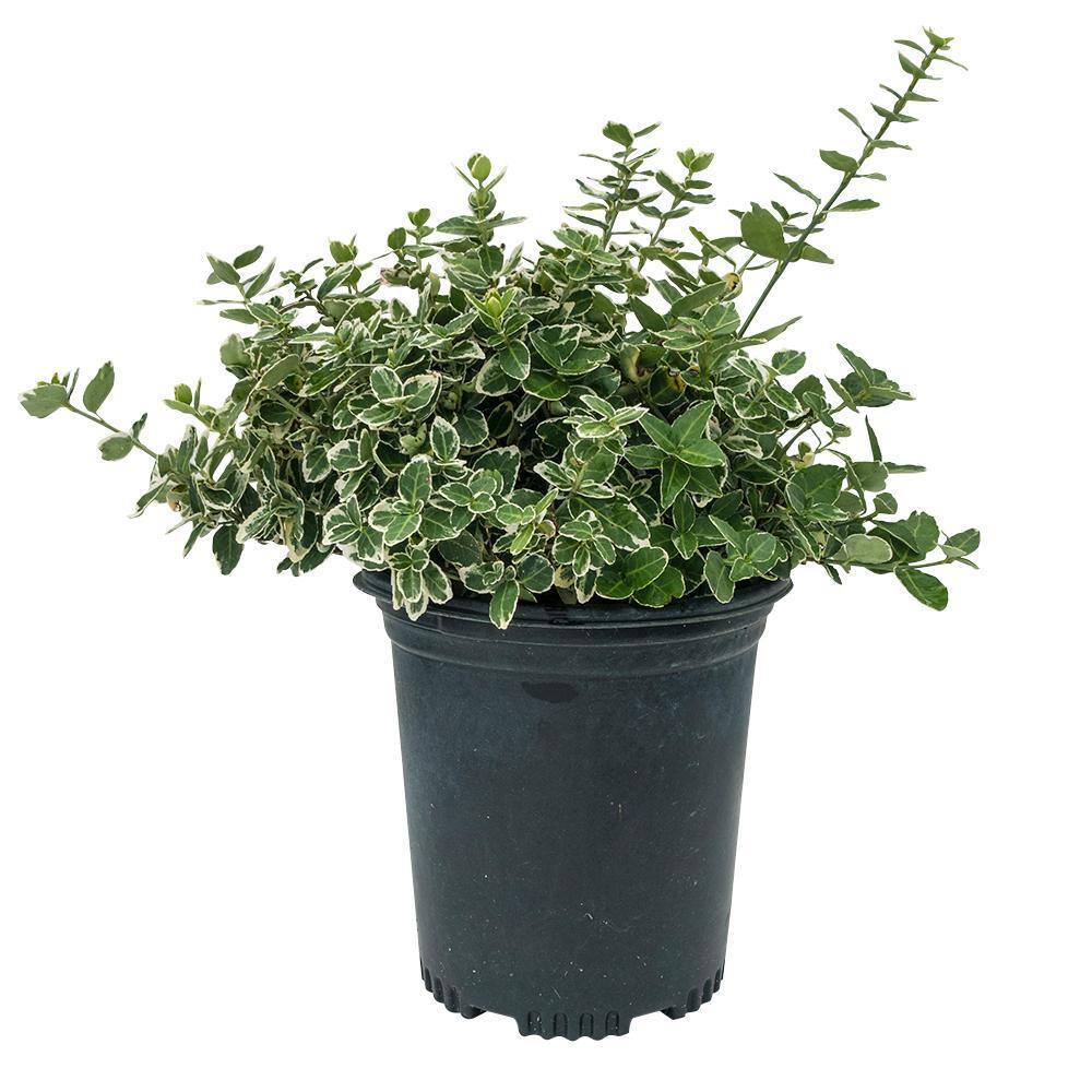 1 Gal. Emerald Gaiety Euonymus Shrub Silver Trimmed Leaves and Pink Fall Color price history on PriceWatchPro