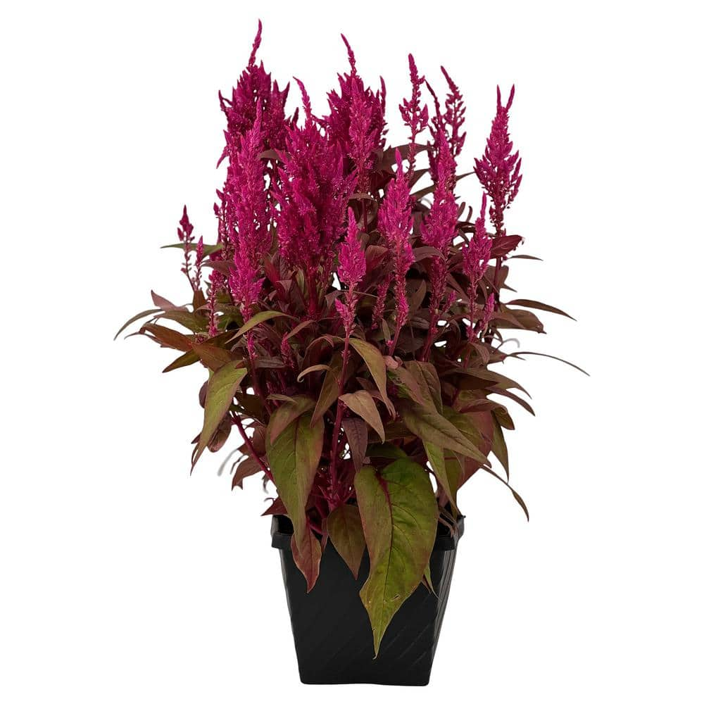 Pure Beauty Farms 3.20 Qt. Celosia Prestige Scarlet Flower in 7.5 in ...