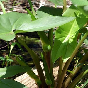 4 in. Potted Bog/Marginal Arrow Arum Pond Plant