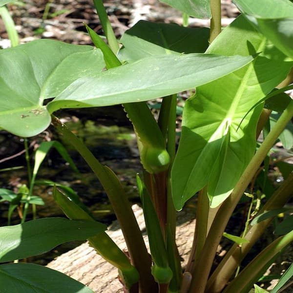 GIVHANDYS INC 4 in. Potted Bog/Marginal Arrow Arum Pond Plant