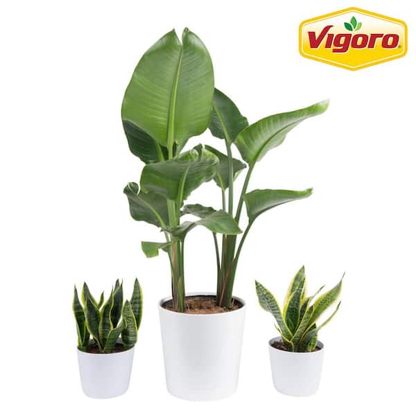 Vigoro 10 in. White Bird of Paradise and (2) 6 in. Sansevieria Snake Plant in White Decor Planter, (3 Pack)