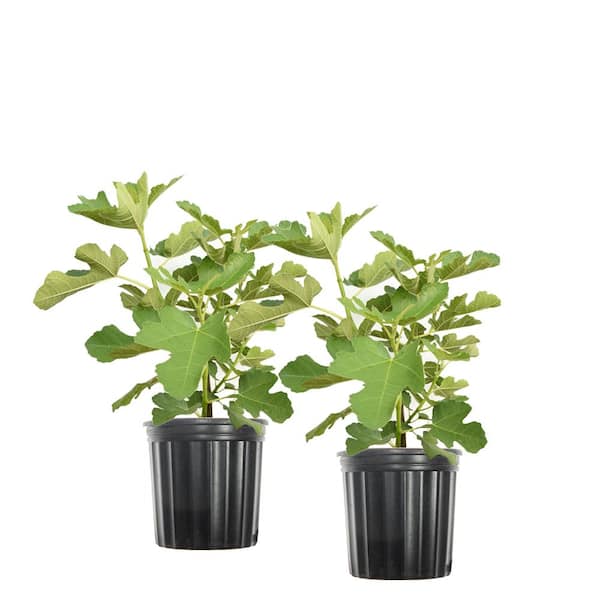 Unbranded 1 Gal. Black Mission Fig Tree (2-Pack)