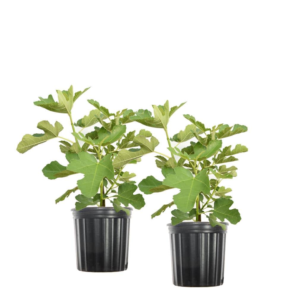 1 Gal. Black Mission Fig Tree (2-Pack)