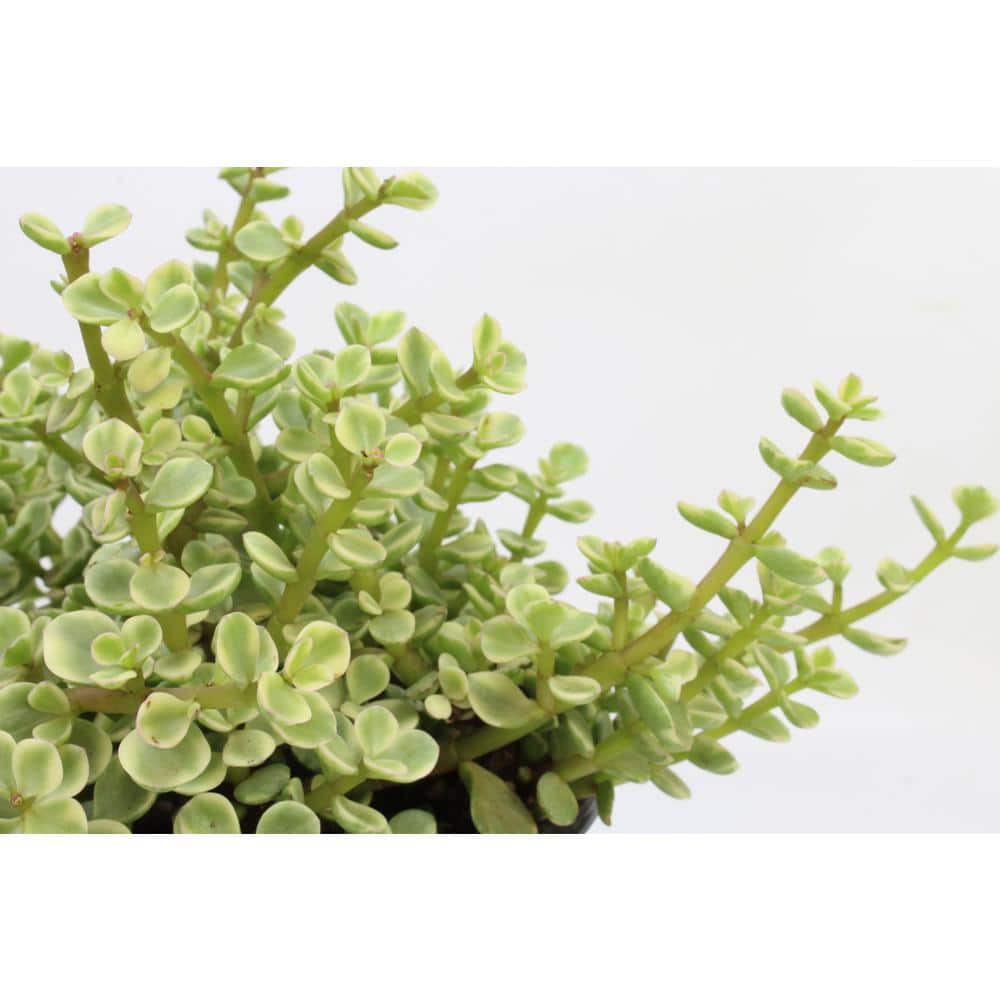 Rainbow Elephant Bush 8" Variegated Portulacaria Afra in Plastic Pot