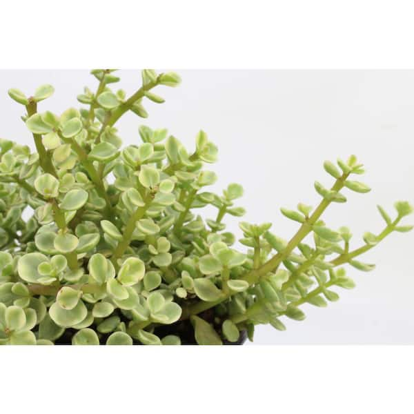 Shop Succulents String of Pearls, Burrito Sedum, Fishhook and String of  Bananas4 in. Grow Pots (4-Pack) 4-HANG-PK-4 - The Home Depot