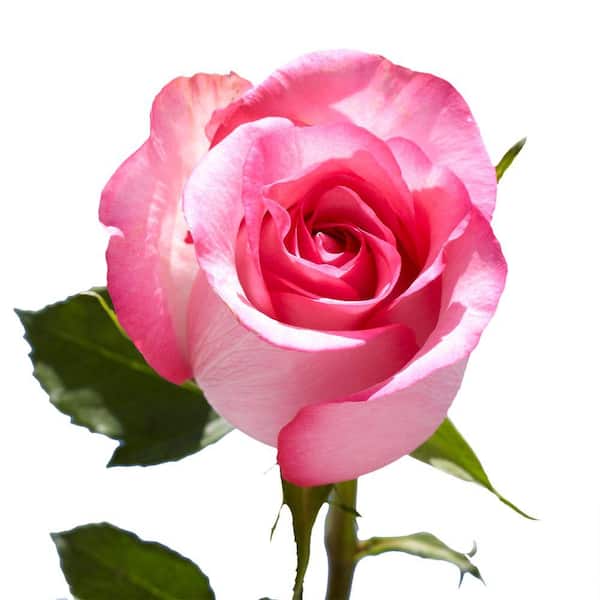 Globalrose Fresh Pink Roses (100 Stems)