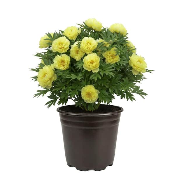 BELL NURSERY Bartzella Peony