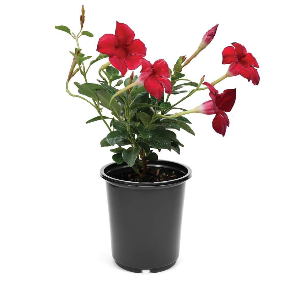 Annual Mandevilla Red 2.5 Qt. 1192 - The Home Depot