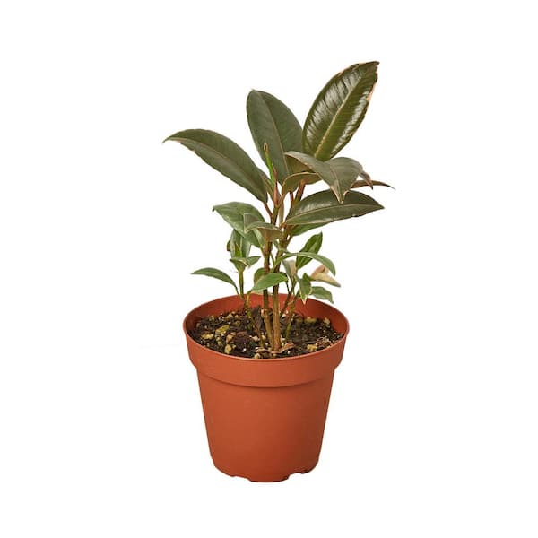 PPC INTERNATIONAL LLC Tineke Rubber Tree (Ficus Elastica) Plant in 4 in. Grower Pot