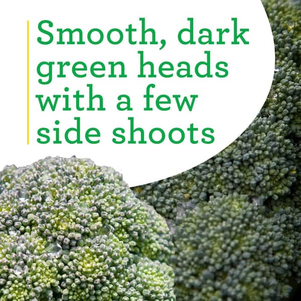 Bonnie Plants - 1.19 qt. Lieutenant Broccoli Plant (6-Pack)