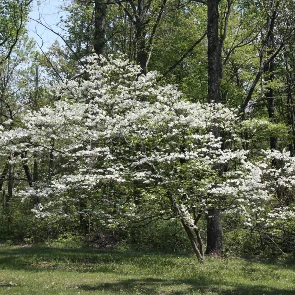 5 Gal. Appalachian Spring Dogwood Flowering Deciduous Tree with White ...