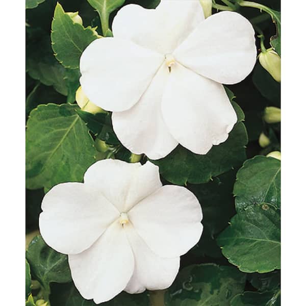 Semi Di Fleissiges Lieschen 'Faro' – Sperli – Impatiens Walleriana Annuale – Codice 85343