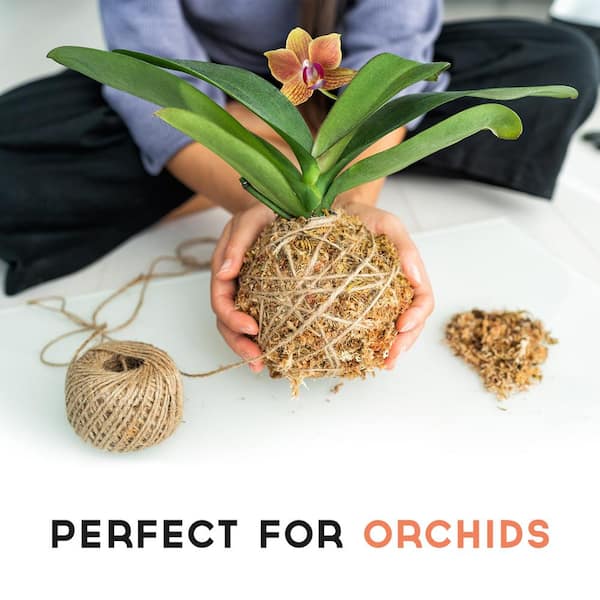 Fresh Sphagnum Moss - Live Basket, Orchid, Reptile, Wreath