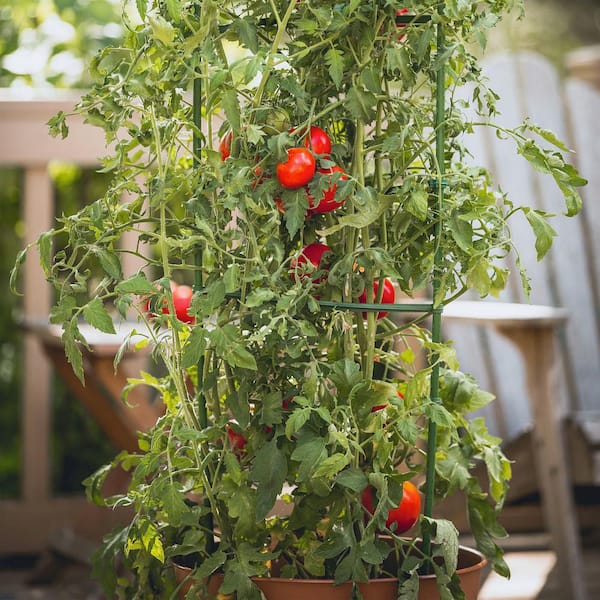 Plant Cages and Supports Tomato Cages and Stakes for Climbing Plants 