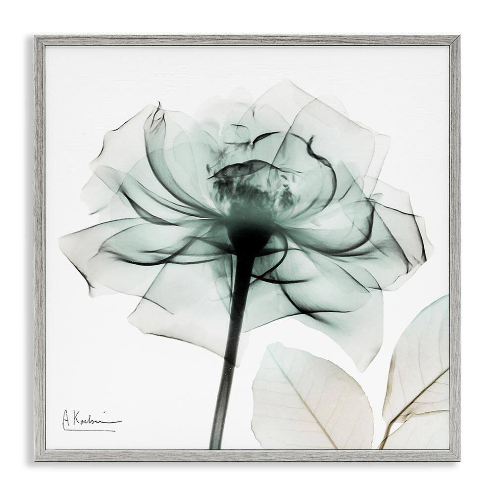 Transparent Flower Blossom by Albert Koetsier Gray Framed Nature Giclee Art Print 24 in. x 24 in. price history on PriceWatchPro