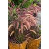 national PLANT NETWORK 2.5 Qt. Purple Fountain Grass HD7311