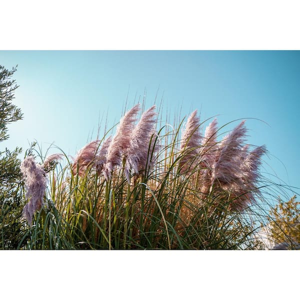 3 Gal. Pink Pampas Grass (Rosea Cortaderia) Live Full Sun Perennial Ornamental Grass Plant with Silky Pink Plumes