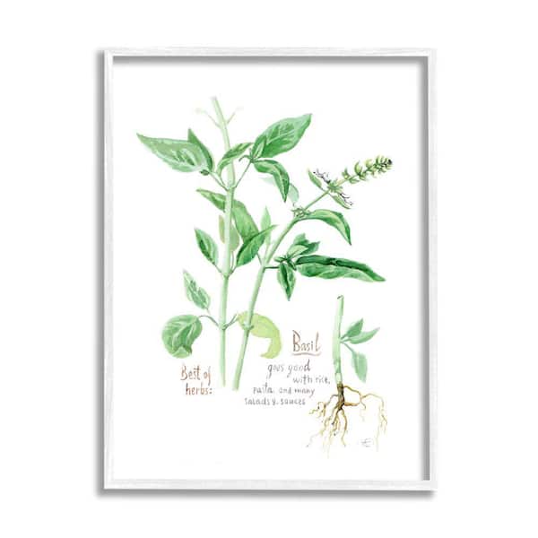Stupell Industries Basil Plant Herbs Watercolor Garden Green by Verbrugge Watercolor Framed Print Nature Texturized Art 16 in. x 20 in.