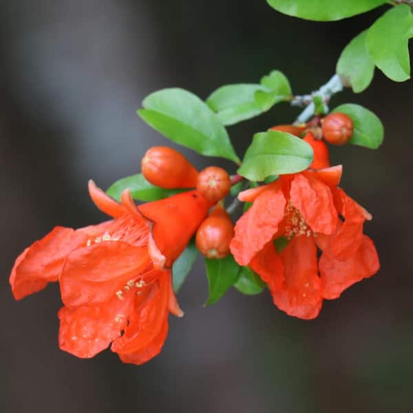 national PLANT NETWORK 2.5 Qt. Dwarf Pomegranate Punica Granatum Plant With Orange Blooms in Grower Pot