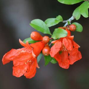 2.5 Qt. Dwarf Pomegranate Punica Granatum Plant With Orange Blooms in Grower Pot