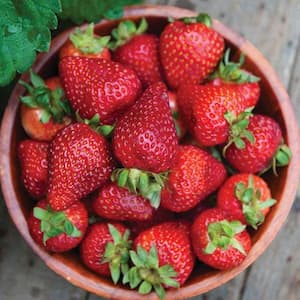 1 Gal. Seascape Strawberry (Fragaria) Live Fruiting Plant with White Flowers to Red Berries