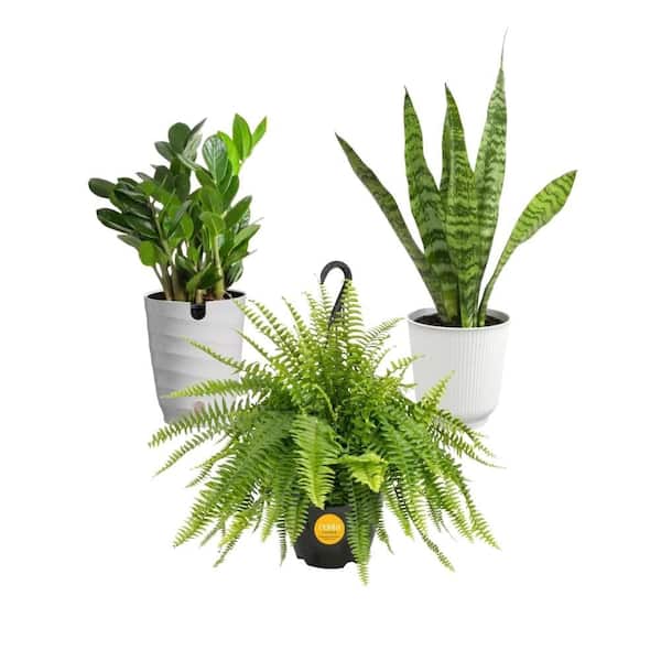 Air Purifying Bathroom Houseplants Bundle: Sansevieria Snake Plant, ZZ Plant, and Boston Fern (3-Pack)