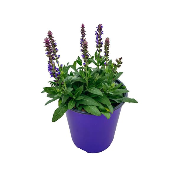 1 Gal. Salvia Perennial Plant