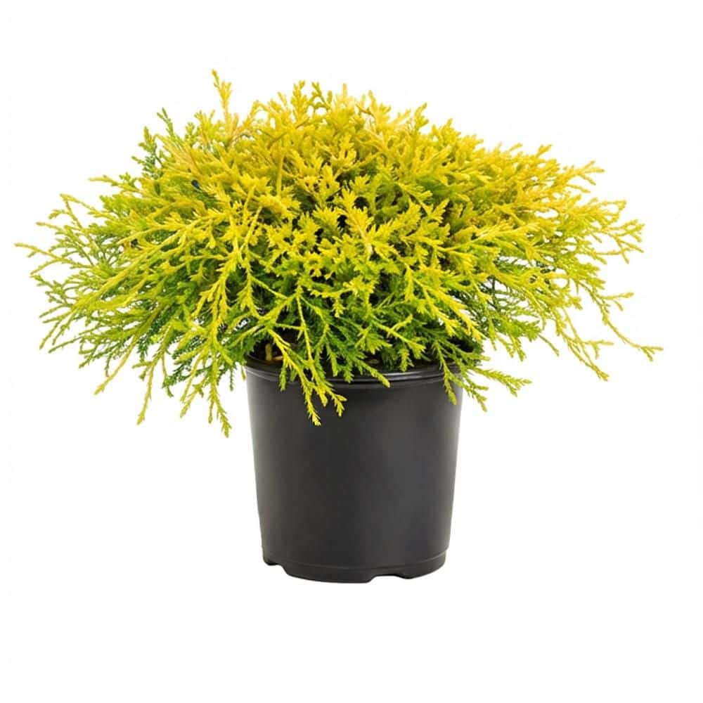 bell-nursery-shrubs-bushes-