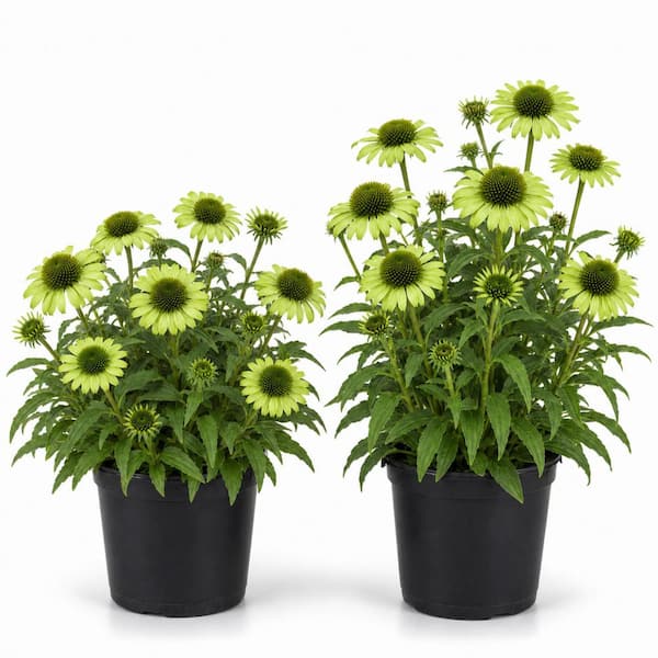 1 gal. Green Jewel Coneflower Plant– Unique Green Echinacea Flowering Perennial (2-Pack)