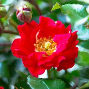 2.5 Qt. It's a Breeze Groundcover Rose with Dark Red Double Blooms