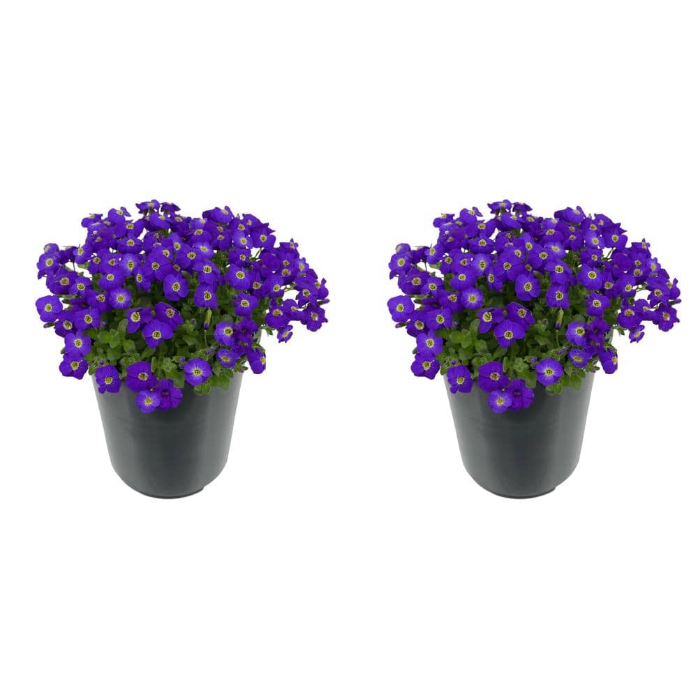 Perennial Aubrieta Purple 2.5 qt. (2-Pack)