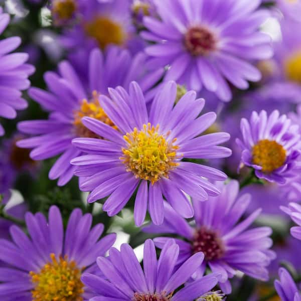 METROLINA GREENHOUSES 1 Gal. Purple Aster Winchester Planter