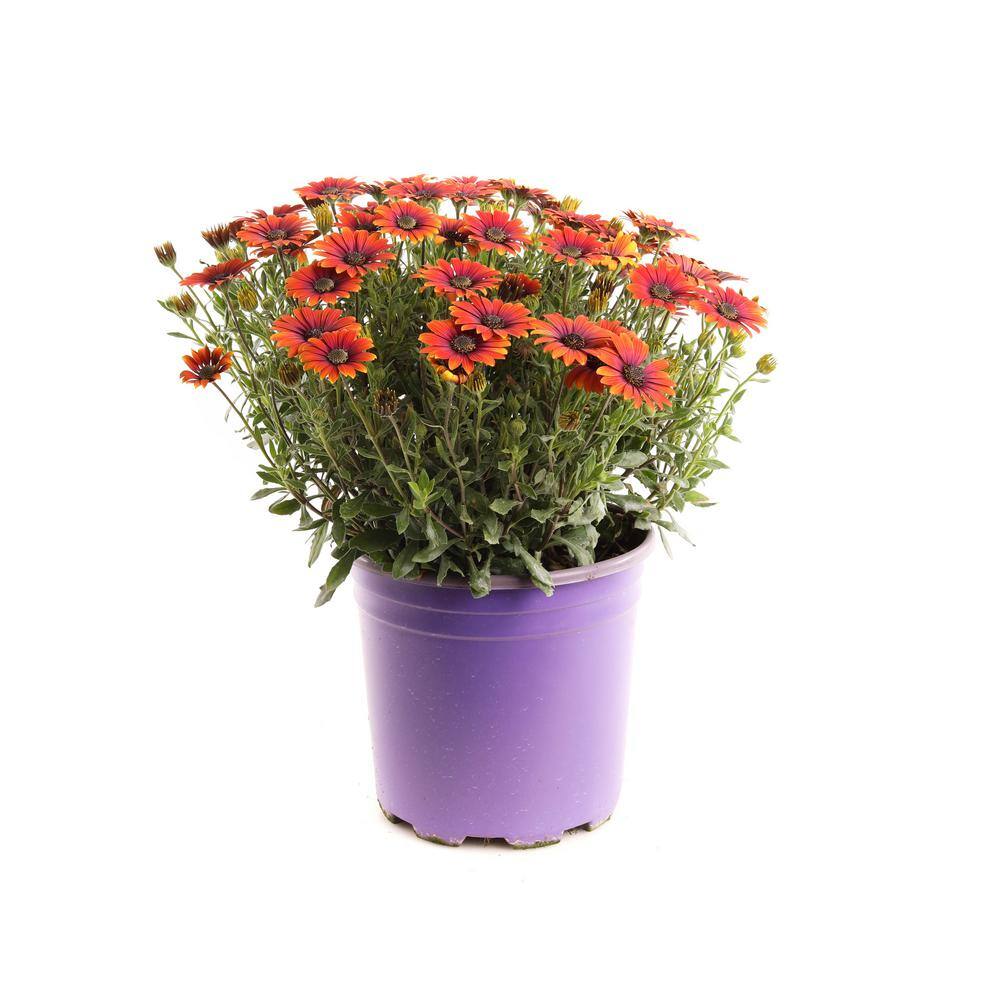 PLANTS BY POST 2 Gal. Orange African Daisies Plant 748179530200 The
