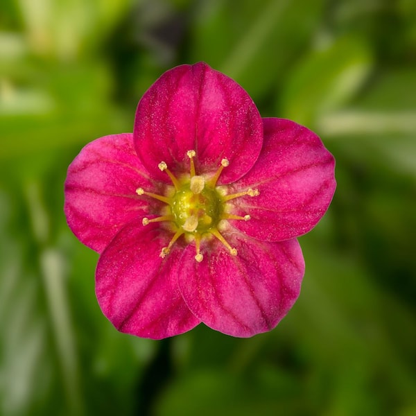 1 Qt. Alpino Early Rose Saxifrage Plant #5