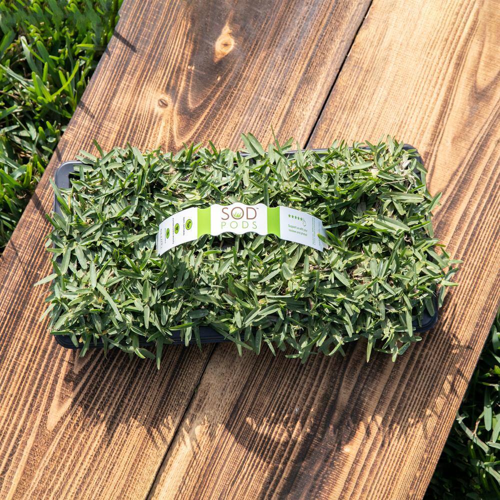 Sod Pods St Augustine Citrablue Grass Sod Plugs Natural Affordable Lawn Improvement 16 Count Trays T16citrablue The Home Depot