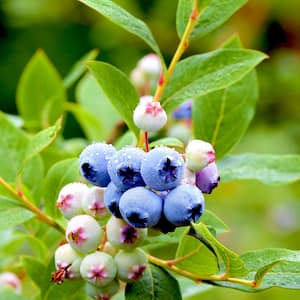 5 Gal. Bonus Nothern Highbush Blueberry Tree