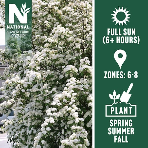 national PLANT NETWORK 2.25 Gal. Spirea Reeves Shrub with White