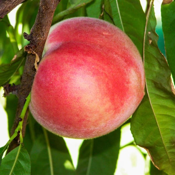 Gurney's Feiching Tao White Peach (Prunus) Tree, Live Bareroot Standard Fruit Tree (1-Pack)