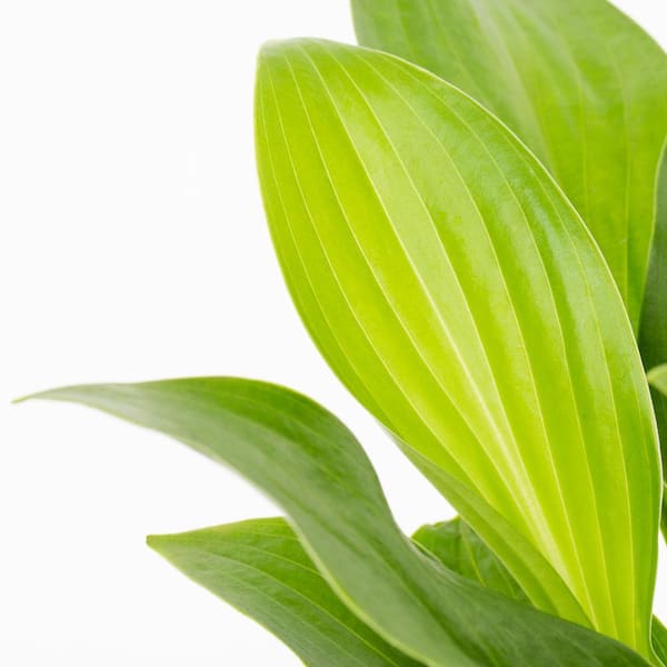 1.5 PT. Hosta Green Royal Standard Perennial Plant (5-Pack)
