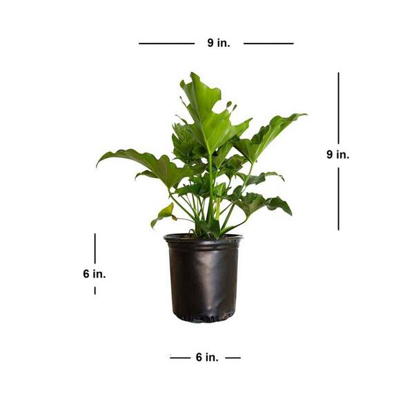 FLOWERWOOD 2.5 Qt. Split Leaf Philodendron - Live Evergreen Shrub with  Large Glossy Green Foliage 4671Q - The Home Depot