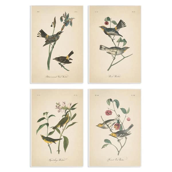 Vintage Study Birds and Plants by Wild Apple Portfolio 4 Pieces Unframed Animal Graphic Art Print 19 in. x 13 in.