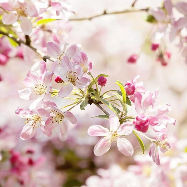 5 Gal. Floribunda Crabapple Tree with White Blossoms