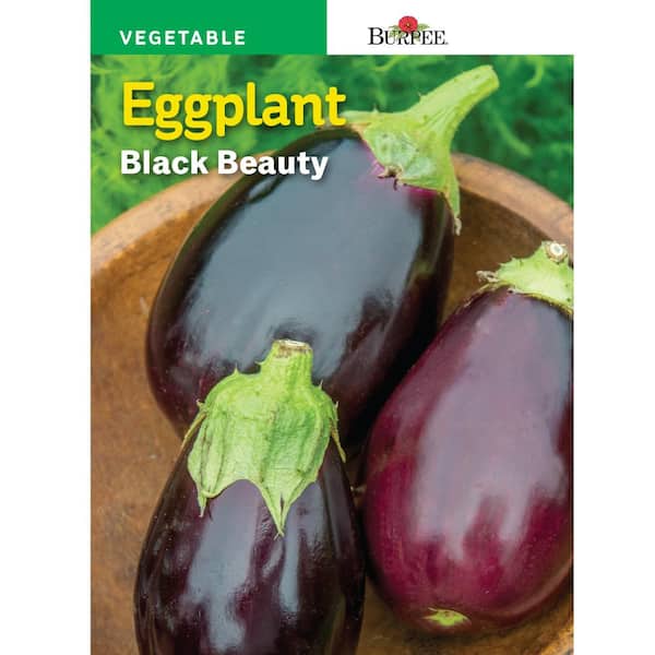 HL Eggplant Black Beauty Seed