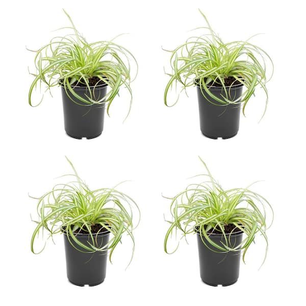 Vigoro 1.5-Pint Sedum Sunsparkler Firecracker Green Perennial